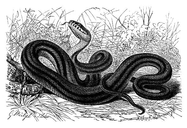 アンティークのイラストのエラフェ quatuorlineata （4 付きスネーク) - rat snake illustrations点のイラスト素材／クリップアート素材／マンガ素材／アイコン素材