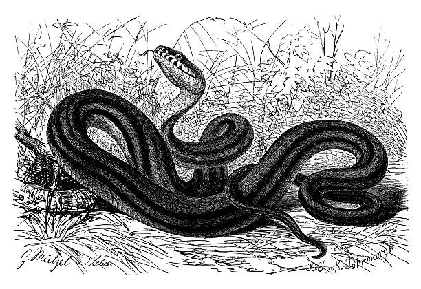 antyczne ilustracja przedstawiająca langaha quatuorlineata (four-lined wąż) - rat snake illustrations stock illustrations