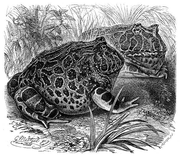 앤틱형 일러스트 아르헨티나 뿔개구리 (ceratophrys ornata - argentine horned frog stock illustrations