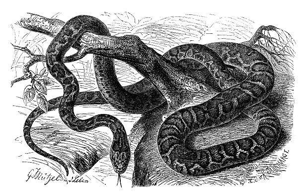 アンティークのイラストのエラフェ quatuorlineata （4 付きスネーク) - rat snake illustrations点のイラスト素材／クリップアート素材／マンガ素材／アイコン素材