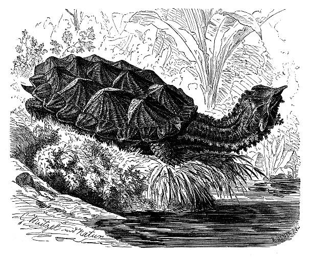 istock Antique illustration of Mata mata Turtle (Chelys fimbriata) 480716743