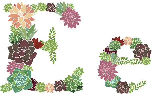 Vector illustration of Succulent letter E and e