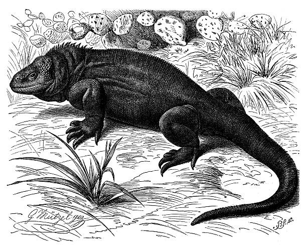 Antique illustration of Galapagos land iguana (Conolophus subcristatus) 