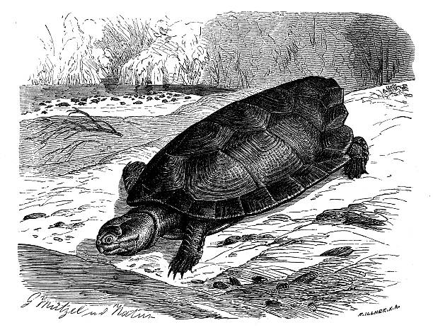 illustrations, cliparts, dessins animés et icônes de ancienne illustration de arrau rivière turtle (podocnemis expansa) - turtle