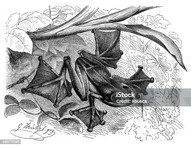 Antique Illustration Of Blackwebbed Tree Frog Stock Illustration - Download Image Now