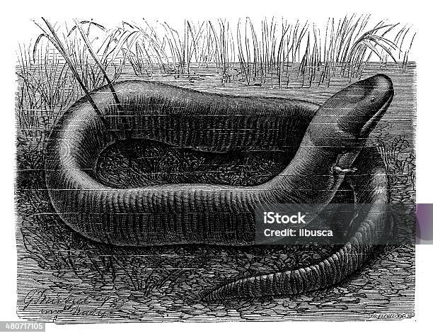 Antique Illustration Of Twotoed Amphiuma Stock Illustration - Download Image Now