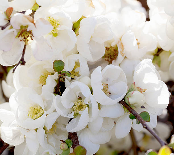 日本のマルメロ（chaenomeles japonica )花 - aments ストックフォトと画像