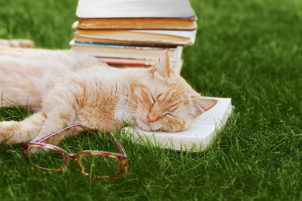 istock Cute cat with book and glasses sleeping on green grass 480718564