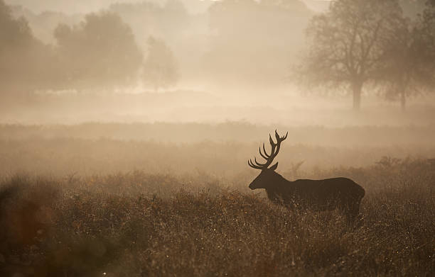 istock Red Deer Stag in the mist 480718592