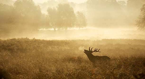 istock Red Deer Stag in the mist 480718602
