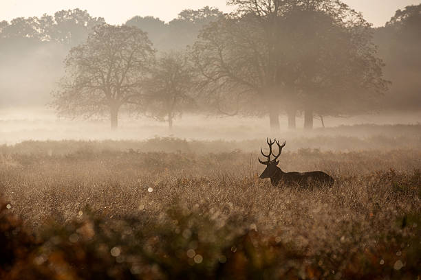 istock Red Deer Stag in the mist 480718606