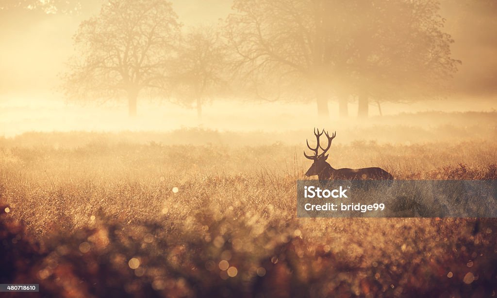 Red Deer Stag in the golden mist The silhouette of a large red deer stag walking in the golden morning mist one autumn day Hunting - Sport Stock Photo