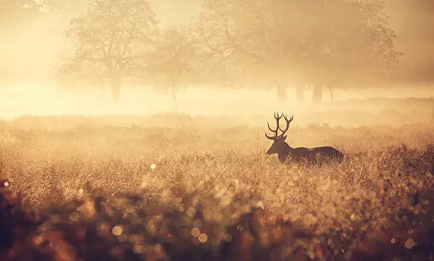 The silhouette of a large red deer stag walking in the golden morning mist one autumn day