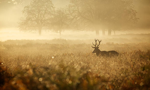 istock Red Deer Stag in the mist 480718616