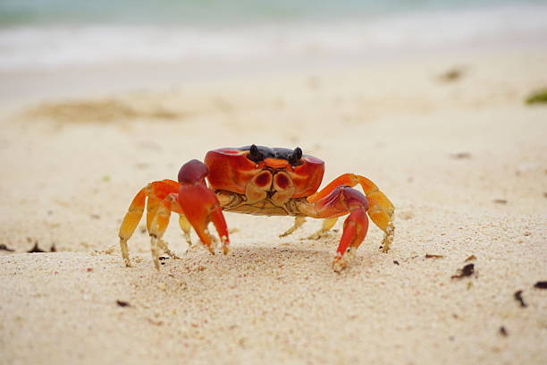 Crab animals Beach Barbados Crab crab stock pictures, royalty-free photos & images