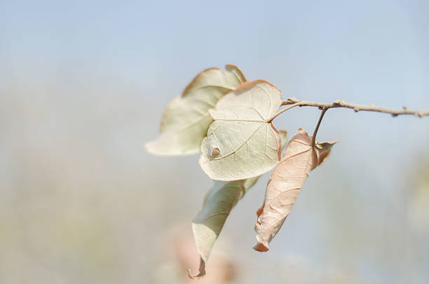 image with space for text of dry leaf close up in bright summer