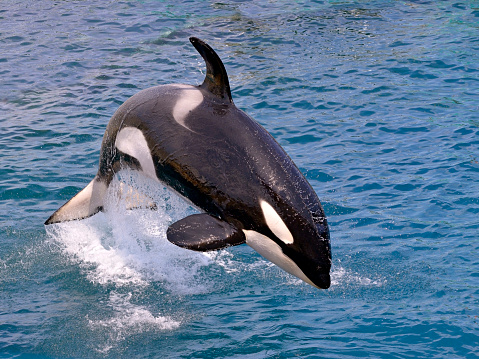 Ballena orca saltar fuera del agua photo