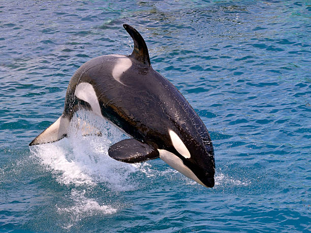 ballena orca saltar fuera del agua - ballena orca fotografías e imágenes de stock