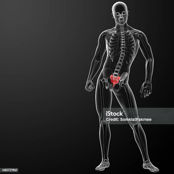 3 D Renderowania Ilustracja Krzyż Kości - zdjęcia stockowe i więcej obrazów Anatomia człowieka - Anatomia człowieka, Badanie lekarskie, Bez koszulki