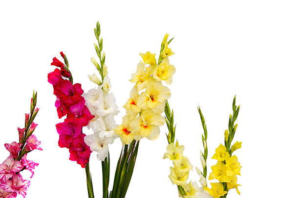 isolato gladiolo fiori - flower purple gladiolus isolated foto e immagini stock