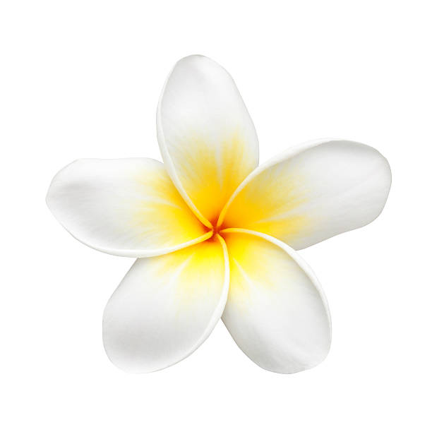 istock Frangipani Flower or Plumeria Isolated on White 480723328