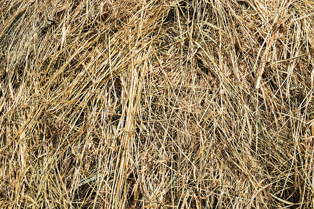 istock Texture hay closeup in color 480723616