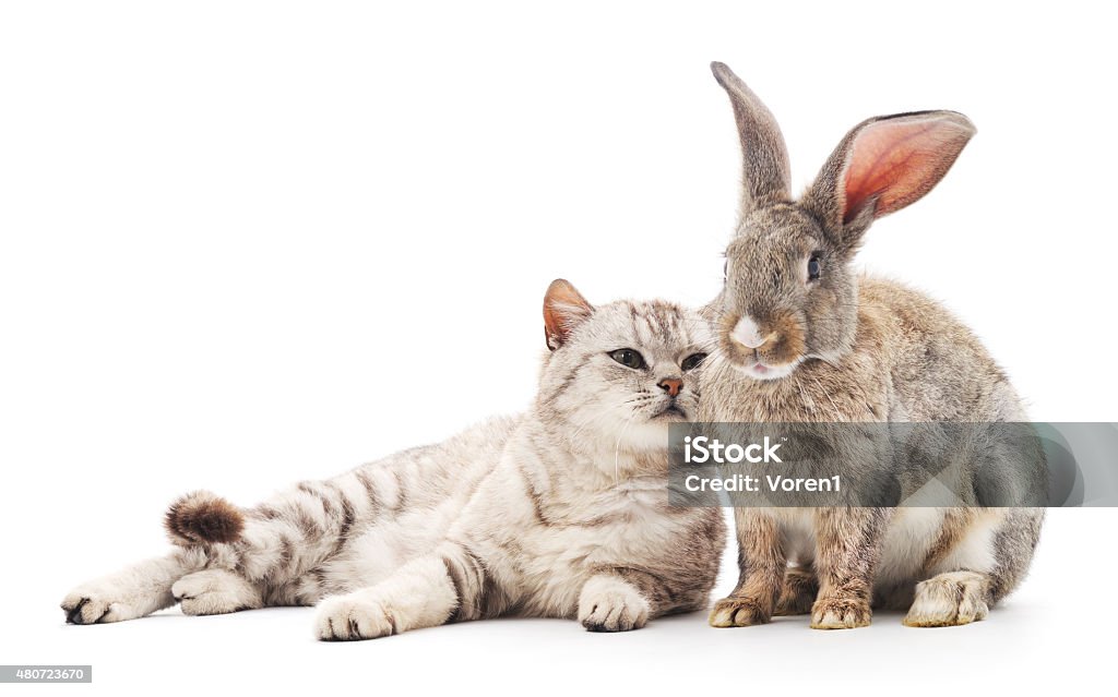 Сat and  rabbit. Сat and rabbit on a white background. Domestic Cat Stock Photo