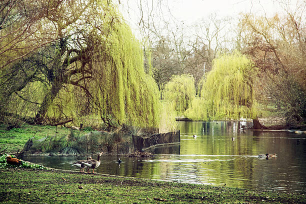 Close-up of weeping willow branches hanging over a tranquil lake. The lake has reflections of the trees which surround it. Shot  with Canon 5D Mark II DSLR camera.