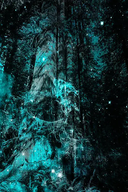 Large old-growth trees at night with glowing fairy magic created with photomanipulation.
