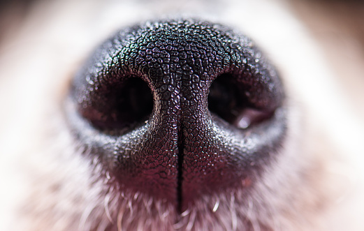 Macro shot of dog nose.