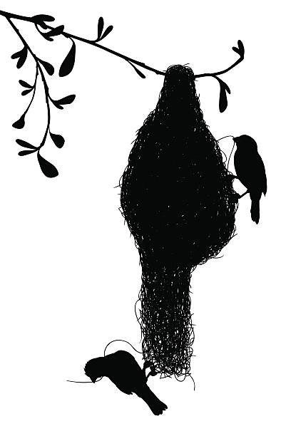 illustrations, cliparts, dessins animés et icônes de silhouette weaverbirds - tisserin