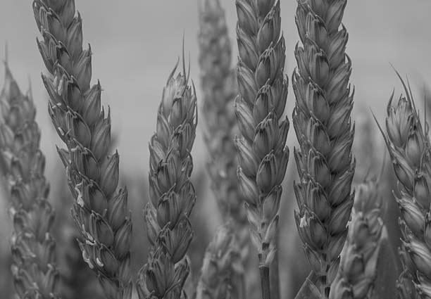 Black and white image of wheat growing in a field.