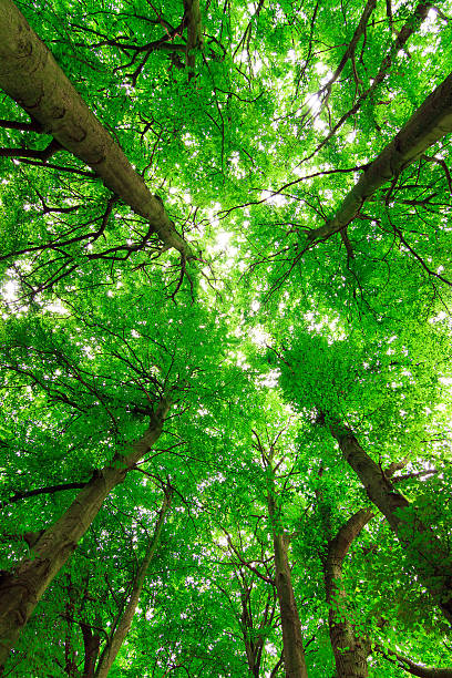 istock Top of the trees 480724263