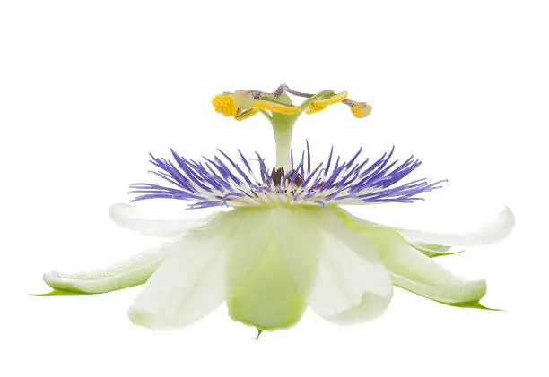 passiflora flower is isolated on white background,  closeup