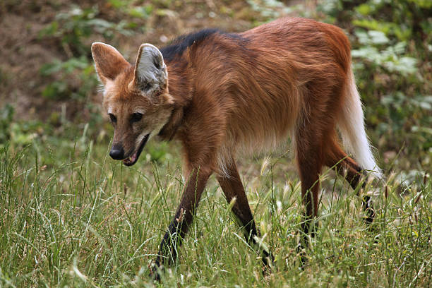 loup à crinière (chrysocyon brachyurus). - loup à crinière photos et images de collection