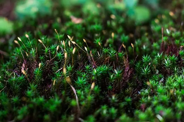 Green moss