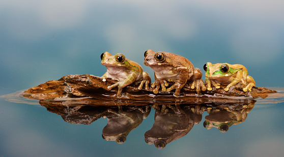 Three Peacock tree frogs on a log in a reflection pond