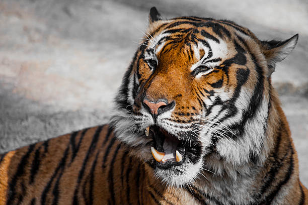 istock Tiger Close Up Portrait 480725705
