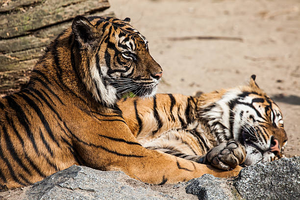 istock Tiger Close Up Portrait 480725715