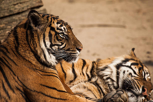 istock Tiger Close Up Portrait 480725745