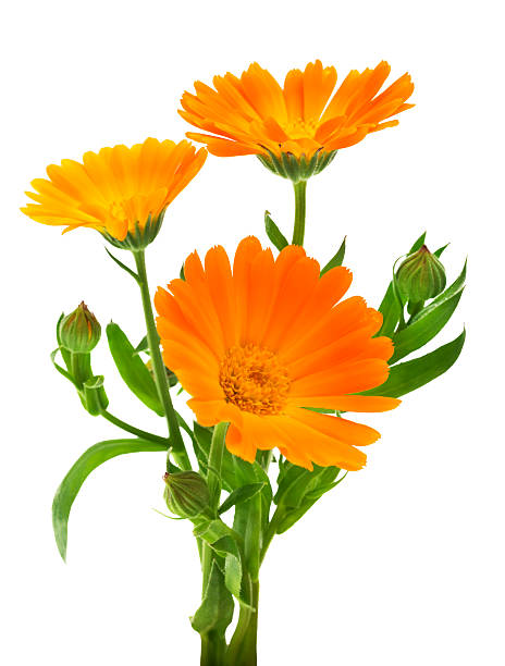 istock Calendula. Marigold flowers with leaves isolated on white 480727832