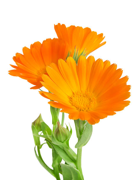istock Calendula. Marigold flowers with leaves isolated on white 480728218