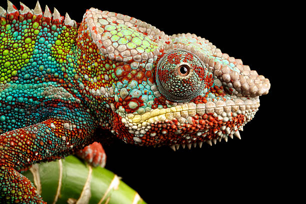 Close up of a Chameleons head