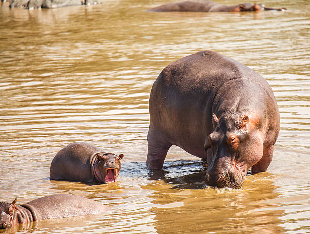 istock hippopotamus and baby in hippo pool 480728518