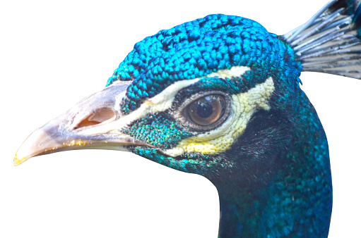 Side view to a dancing peacock in the jungle in the Wilpattu National Park in Sri Lanka