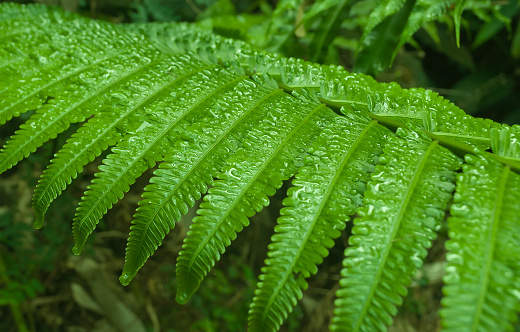 Fern leaf with water drops in the jungle. Cameron Highlands. Malaysia