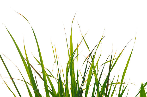istock Autumn green grass over the sky 480729472
