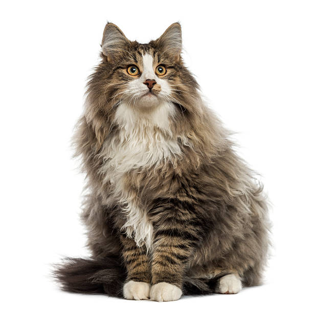istock Norwegian Forest cat sitting, looking up, isolated on white 480730029