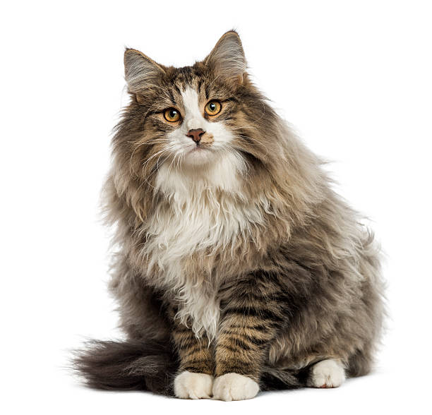 Norwegian Forest cat sitting, isolated on white
