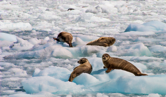 Four harbor seals resting on ice floe in Alaska.